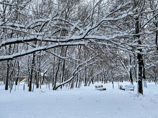 Snow landscape in park with tree an bunches. Winter time