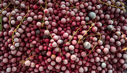 Ice currants. Red and black currants in frost, thawed, fresh, natural berries. background of berries