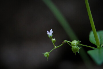 The tiny flowers and grasses that are formed after rainwater are essential to living things.