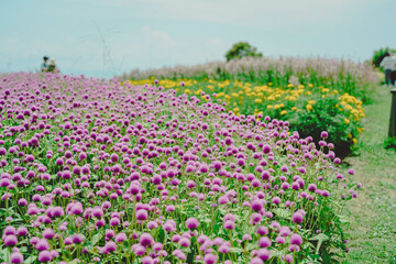 あわじ花さじき　天空の花壇