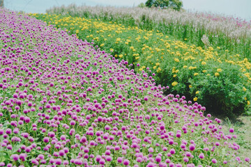 あわじ花さじき　天空の花壇