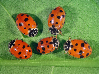 Ladybugs (ladybirds), Hippodamia variegata variegata (Coleoptera: Coccinellidae) on a green leaf