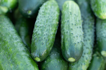 green vegetables cucumbers on the counter at the market