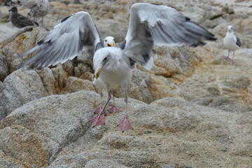 seagull in flight