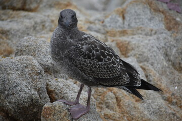 black headed gull