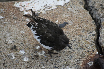 bird on the ground