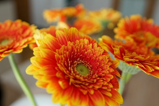 Closeup Of Beautiful Transvaal Daisies (gerberas) In A Vase At Home