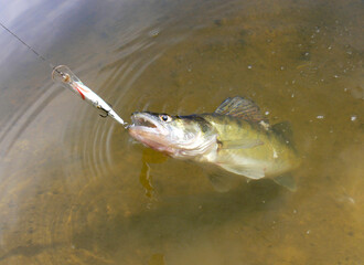 Pike perch caught on a wobbler in the river. Close-up.