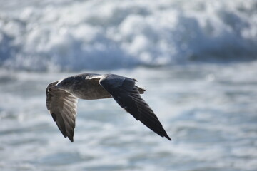 seagull flying in the sky