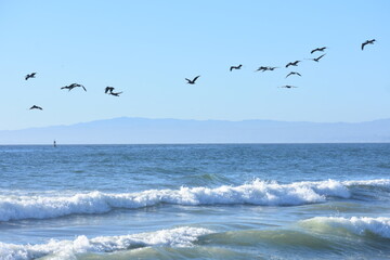 seagulls on the beach