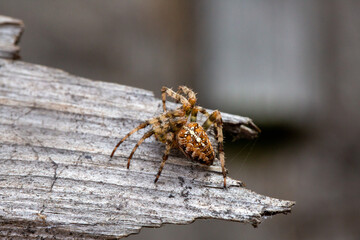 A spider-cross with a beautiful pattern on the back sits on a piece of wood. Wild animals.