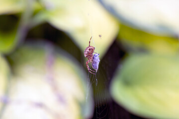 Spider-cross with its prey - a fly wrapped in a web. Wild animals.