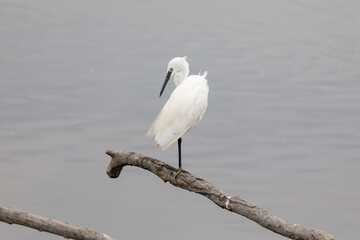 Egretta garzetta, egretta bianca o garzetta bianca, uccello bianco con il becco e le zampe nere sopra un ramo sulla laguna del mare di marano lagunare. 