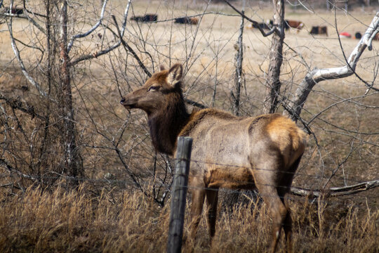 Elk