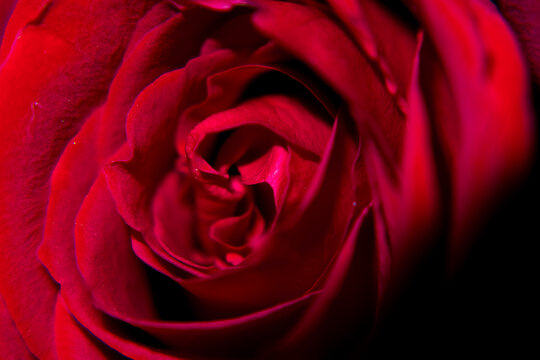 red rose closeup