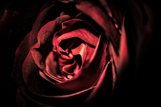 single red rose