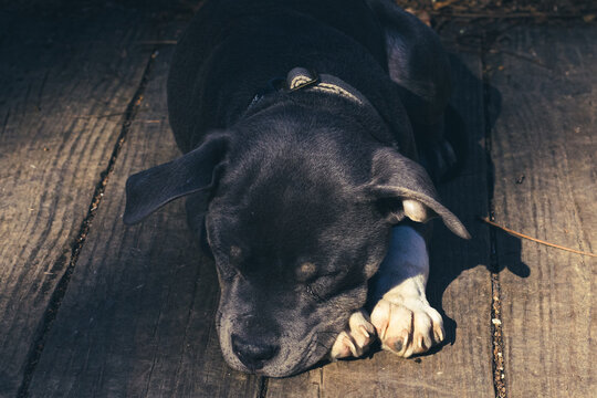 dog on the porch