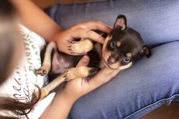 Female hand holds little puppy. Closeup of little puppy Russian Toy Terrier. Soft focus