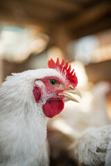 The head of a white rooster broiler. Red comb. Agriculture, animal husbandry