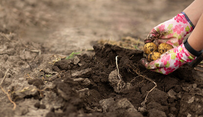 dig potatoes in the garden under a shovel. Gardening, agriculture, rural