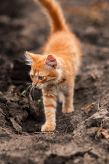 Naklejka na ściany i meble Fluffy red cat in the garden. pet shop, animal husbandry, pets