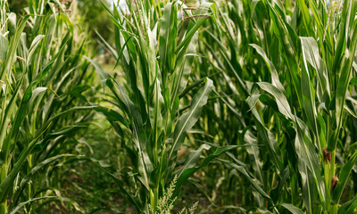 Fototapeta premium Corn grows in the garden. Agriculture, agronomy, industry