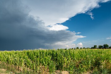 Formation de cumulonimbus d'orage au dessus d'un champ de maïs. Ciel très nuageux, arrivée de la pluie