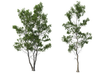Tree on a transparent background
