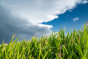 Fototapeta na wymiar Formation de cumulonimbus d'orage au dessus d'un champ de maïs. Ciel très nuageux, arrivée de la pluie