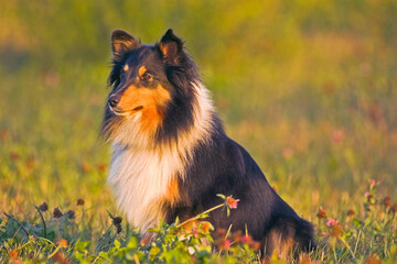 Shetland Sheepdog sitting in meadow of autumn colors, evening sunlight.