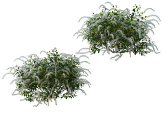 Shrubs and grass on a transparent background
