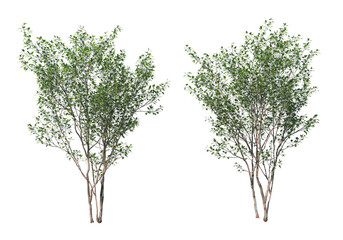 Obraz premium Tree on a transparent background 