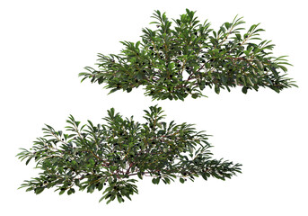 Shrubs and bush on a transparent background
