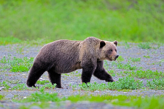 Big Grizzly Bear walking over gravel bed, green blurred tree  background, copy space