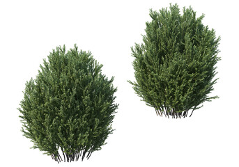 Shrubs and bush on a transparent background
