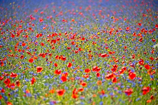 Fields of Wildflowers of Castelluccio, Italy © JonShore