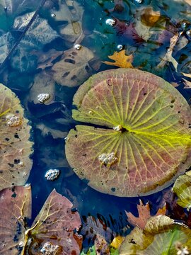 lilies in the lake