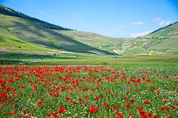 Fields of Wildflowers of Castelluccio, Italy