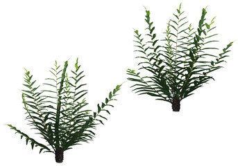 Tropical plants on a transparent background
