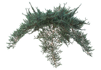 Tropical plants on a transparent background
