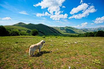 Billy the Golden Retriever in the Mountains of Italy