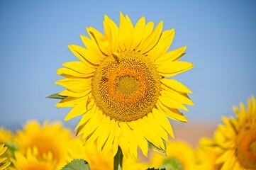 Summer Sunflowers in Umbria Italy