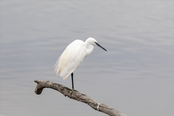 Egretta garzetta, egretta bianca o garzetta bianca, uccello bianco con il becco e le zampe nere sopra un ramo sulla laguna del mare di marano lagunare. 