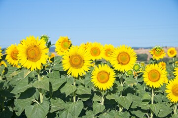 Obraz premium Summer Sunflowers in Umbria Italy
