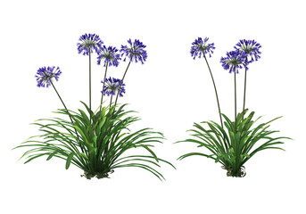 Fototapeta premium Tropical plants on a transparent background 