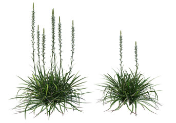 Tropical plants on a transparent background
