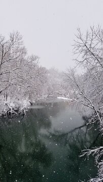 snow covered trees