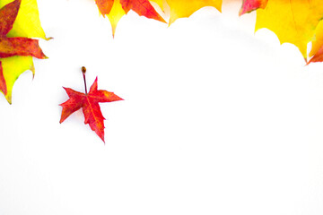 Background of many yellow maple leaves with space for text on a white background. Autumn Leaf Background