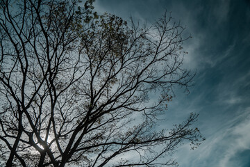 A big tree that sheds its leaves in summer leaving dry branches against a blue sky and the glare of the sun