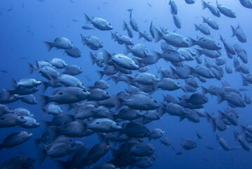 Underwater school of one spot snappers, Koh Tao island scuba diving, Indo-pacific Ocean